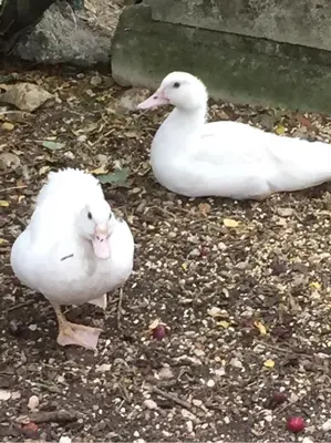 Animaux dans la maison de vacances ou à proximité