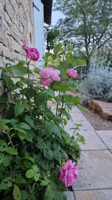 Jardin de l'établissement Les Mésanges