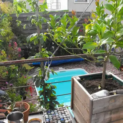 Maison de ville terrasse piscine jardin