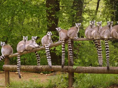 Animaux dans la villa ou à proximité