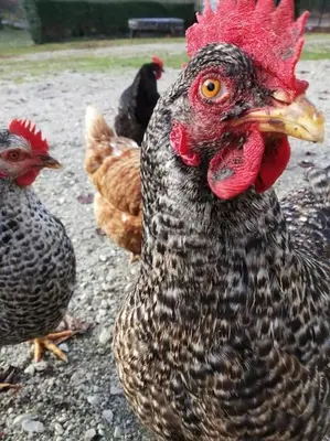 Animaux dans la maison de vacances ou à proximité