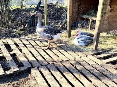 Animaux dans la villa ou à proximité
