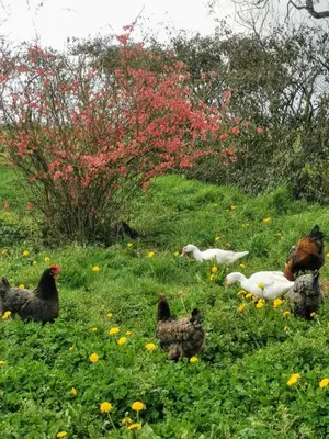 Animaux dans la maison de vacances ou à proximité