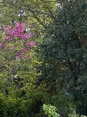 Jardin de l'établissement PARENTHÈSE Chambre Cosy proche Centre et Gare