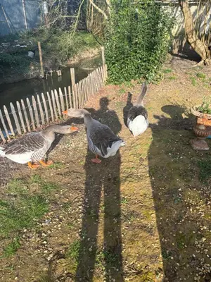 Animaux dans le B&B/chambre d'hôtes ou à proximité