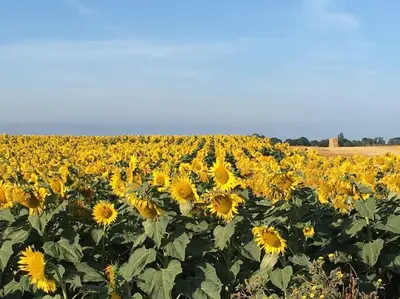 Plan de l'établissement Petit lupin de l’estuaire