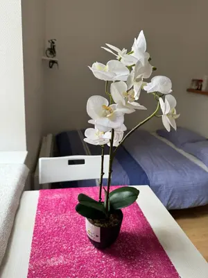 Plan de l'établissement Studio, hyper centre La Rochelle