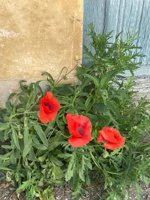 Jardin de l'établissement Sous l olivier