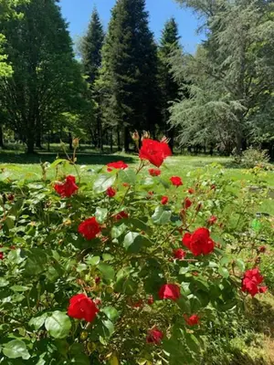 Jardin de l'établissement Le bois des fées de Chazelles