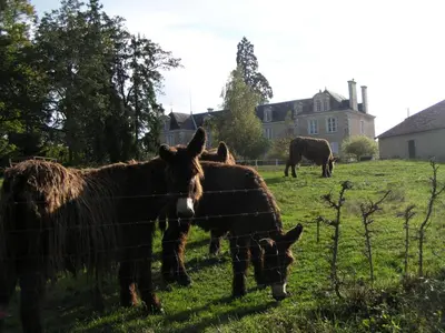Animaux dans la maison de vacances ou à proximité