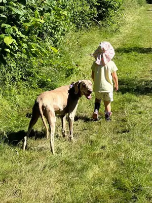 Animal ou animaux domestique(s) séjournant avec des clients dans l'établissement Les Roulottes des Amis de Wonky