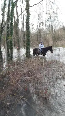 Animal ou animaux domestique(s) séjournant avec des clients dans l'établissement Maison spacieuse près du centre équestre
