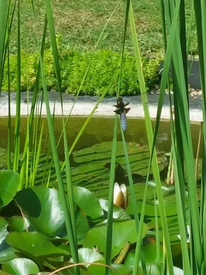 Jardin de l'établissement Lagalerne