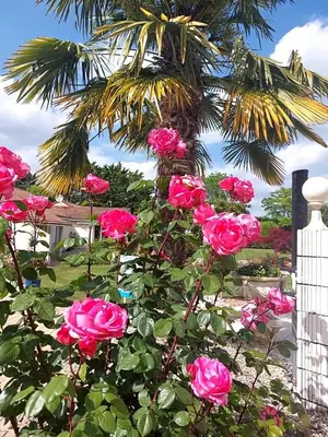 Jardin de l'établissement Lagalerne