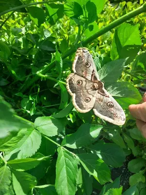 Animaux dans la maison d'hôtes ou à proximité