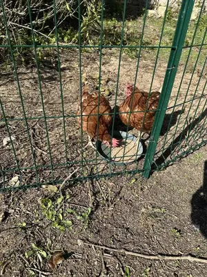 Animaux dans la maison de vacances ou à proximité
