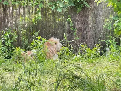 Animaux dans la maison de vacances ou à proximité