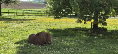Jardin de l'établissement A la Jolie Campagne - chambre et table d'hôtes