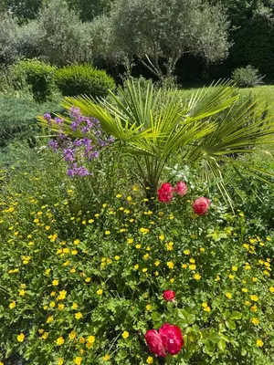 Jardin de l'établissement Balichéri