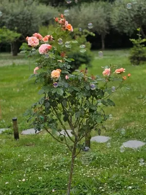 Jardin de l'établissement Balichéri