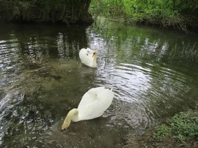 Vue sur la rivière ou le fleuve situé(e) à proximité de la maison de vacances