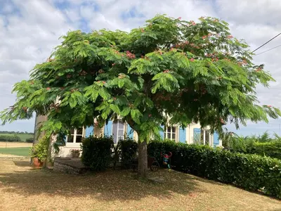 Jardin de l'établissement Silk Tree