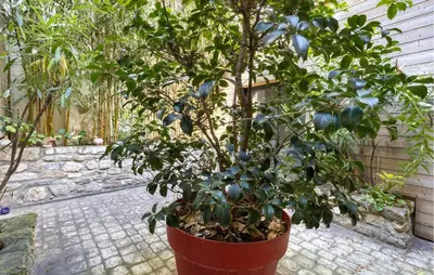 Jardin de l'établissement 1 Bedroom Lovely Apartment In La Rochelle
