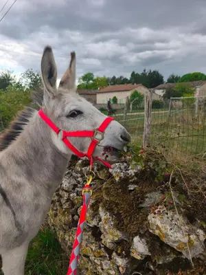 Animaux dans la maison de vacances ou à proximité