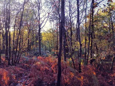 Paysage naturel près de le chalet
