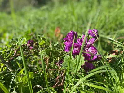 Jardin de l'établissement Le Fleur Sauvage