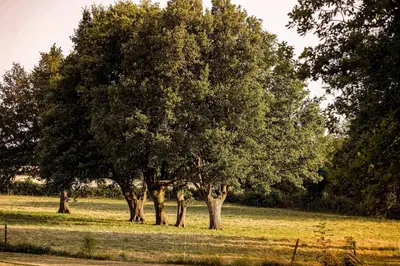 Plan de l'établissement Gîte du Puy Charrier, Proche Puy duFou, Classé 3 étoiles, Plan d'eau privé