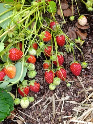 Jardin de l'établissement La Ferme du Papillon
