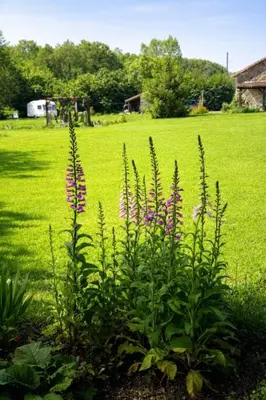Jardin de l'établissement Maison Saint Romain