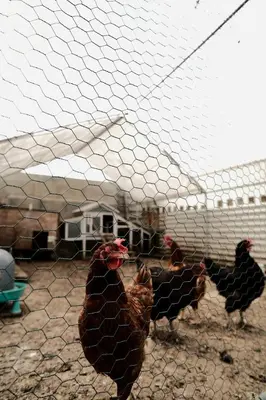 Animaux dans la villa ou à proximité