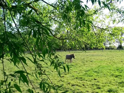 Animaux dans l'appartement ou à proximité