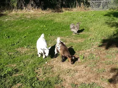 Animaux dans la maison de vacances ou à proximité