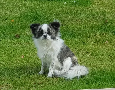 Animal ou animaux domestique(s) séjournant avec des clients dans l'établissement Chambre d'Hôtes le Gachignard