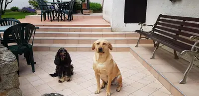 Animal ou animaux domestique(s) séjournant avec des clients dans l'établissement Chambre d'Hôtes le Gachignard