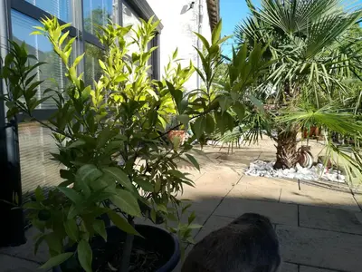 Jardin de l'établissement la Rosaliere