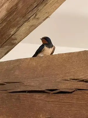 Animaux dans le B&B/chambre d'hôtes ou à proximité