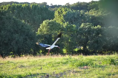 Animaux dans le camping ou à proximité