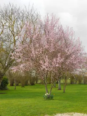 Jardin de l'établissement Chambres d'hôtes Les Tilleuls