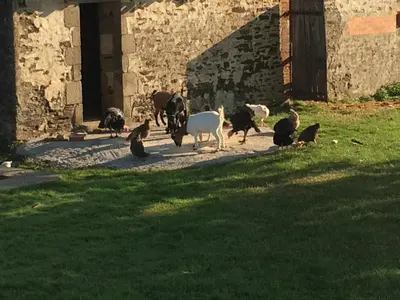 Animaux dans le B&B/chambre d'hôtes ou à proximité
