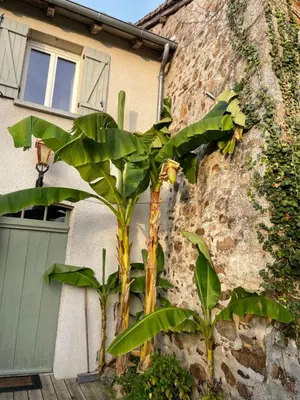 Jardin de l'établissement Maison Hirondelles Gîtes