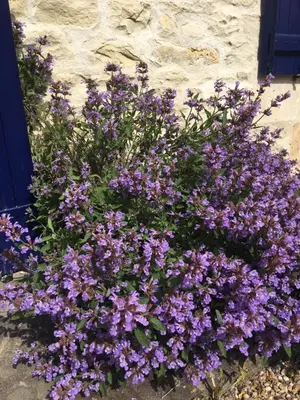 Jardin de l'établissement Campagn'Art