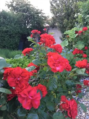 Jardin de l'établissement Campagn'Art