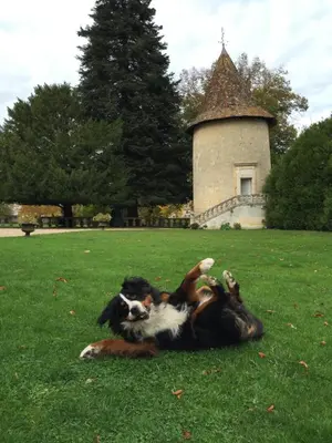 Animal ou animaux domestique(s) séjournant avec des clients dans l'établissement Chateau de Maumont