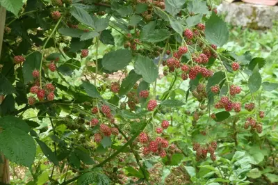 Jardin de l'établissement Au Son du Jardin Poitevin