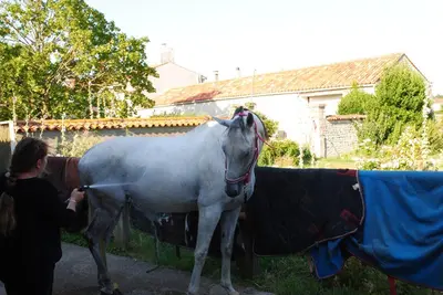 Animaux dans l'appartement ou à proximité