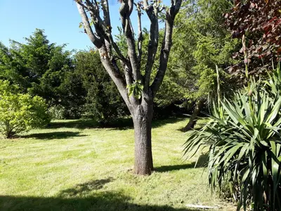Jardin de l'établissement Gîte La Cibulle